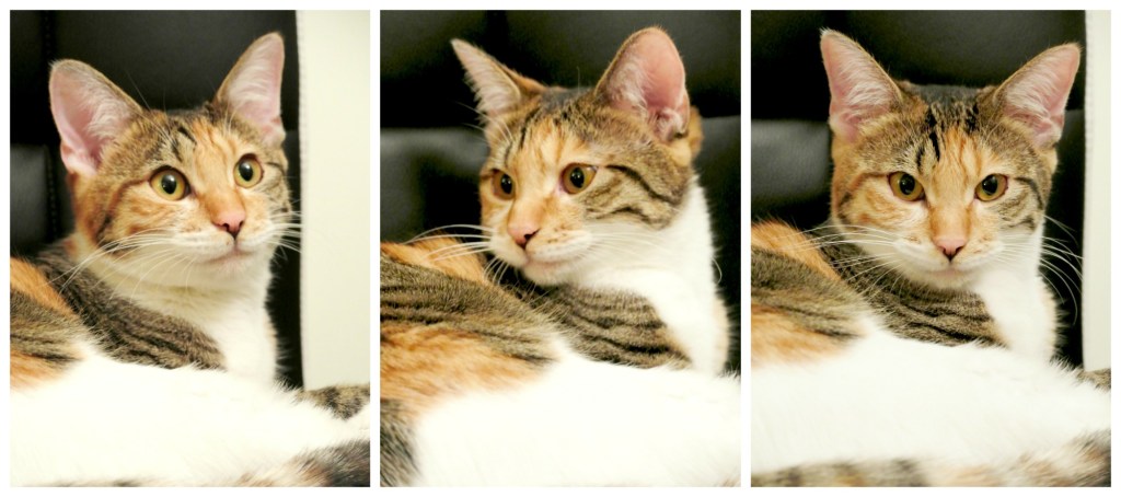 The Faces of&nbsp;Clementine